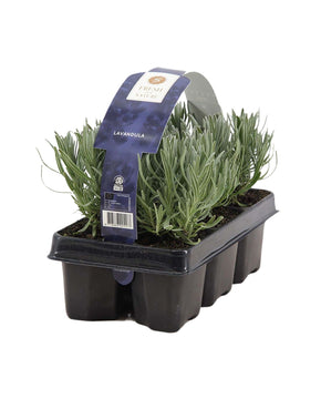 Lavandula angustifolia - English Lavender