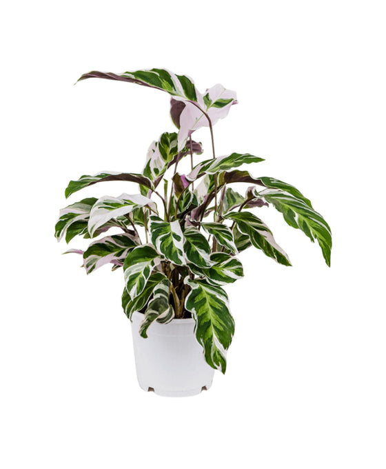 Calathea 'White Fusion' Image 1
