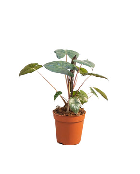 Alocasia 'Yucatan Princess'