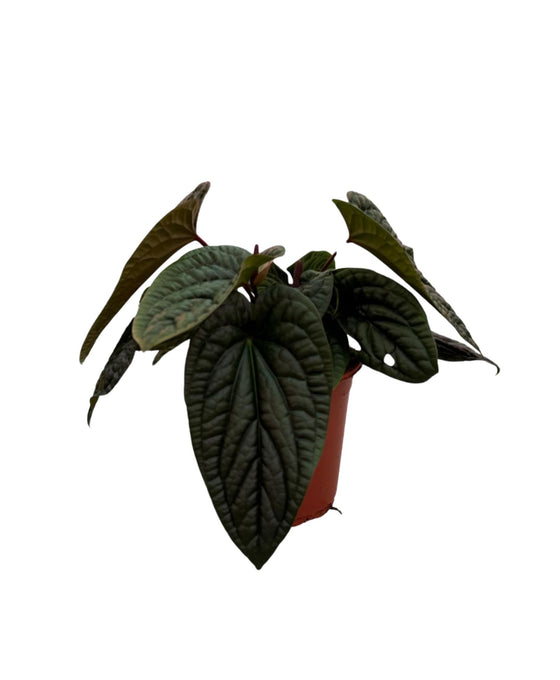 Anthurium Luxurians x Radicans Image 2
