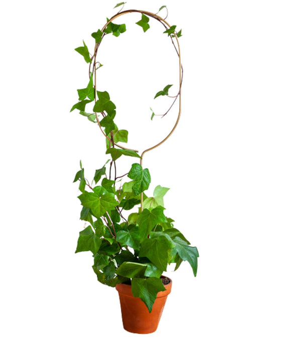 Golden Plant Stakes Image 2