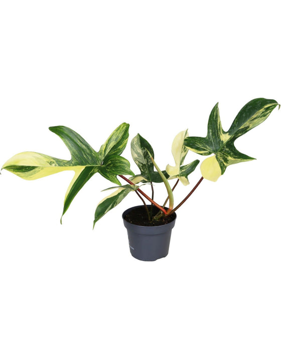 Philodendron 'Florida Beauty' Variegated Image 1
