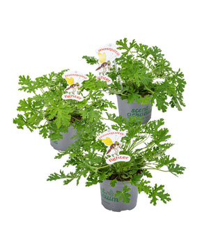 Pelargonium 'Isko Lemon'