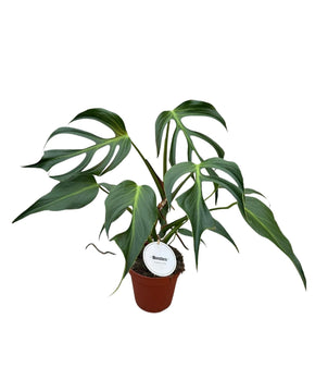 Monstera 'Burle Marx Flame'