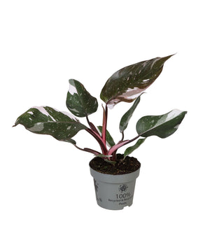 Philodendron 'Red Anderson'