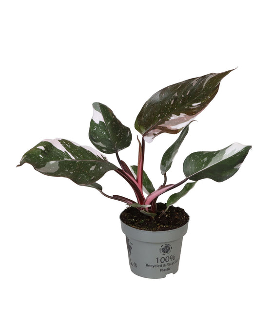 Philodendron 'Red Anderson' Image 1