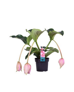 Medinilla magnifica