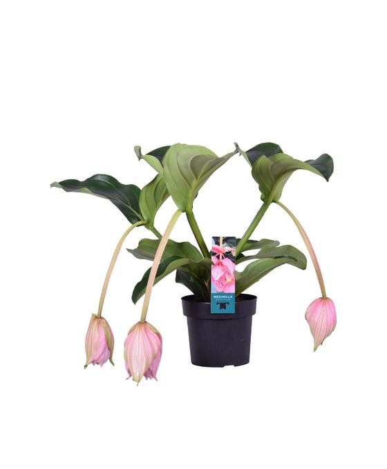 Medinilla magnifica Image 1