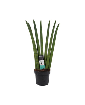 Sansevieria cylindrica