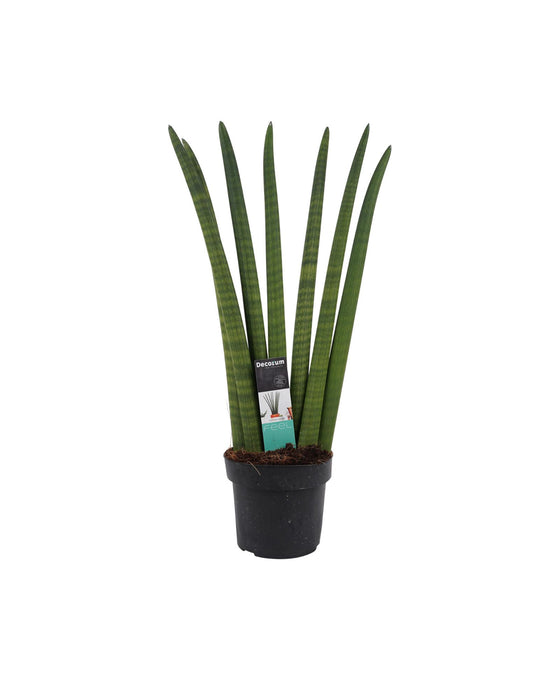 Sansevieria cylindrica Image 1