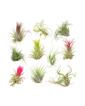 10 x Tillandsia plants (mix)