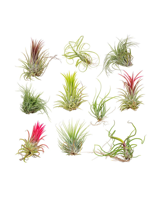 10 x Tillandsia plants (mix) Image 1