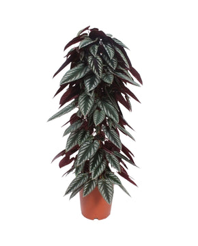 Cissus discolor