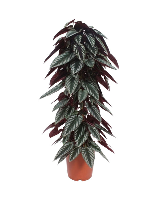 Cissus discolor Image 1