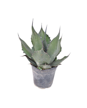 Agave ferox