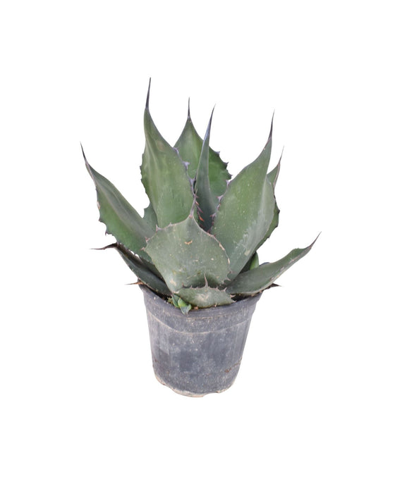 Agave ferox Image 1