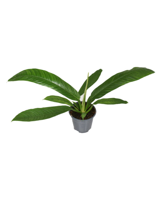 Philodendron campii Image 1
