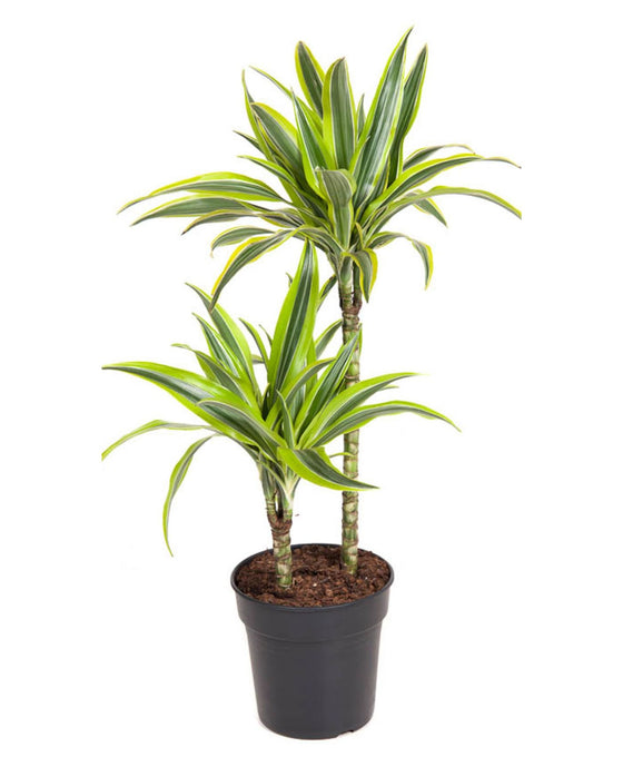 Dracaena fragrans 'Lemon Lime' Image 1