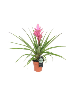 Tillandsia 'Antonio'