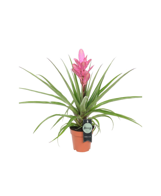 Tillandsia 'Antonio' Image 1