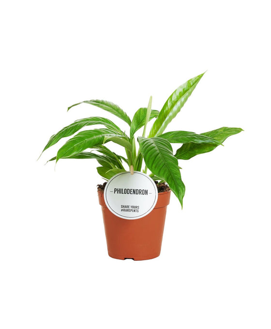 Philodendron campii Image 2
