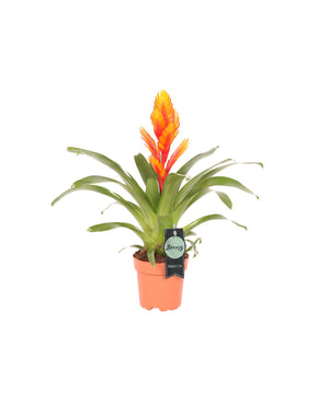 Vriesea 'Intenso'