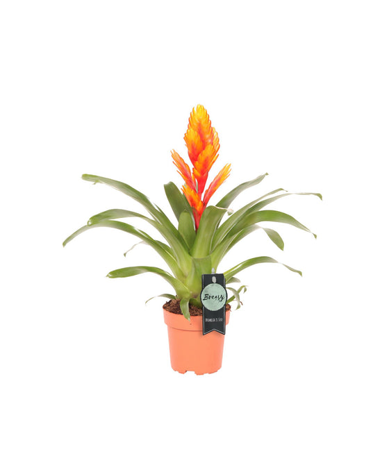 Vriesea 'Intenso' Image 1