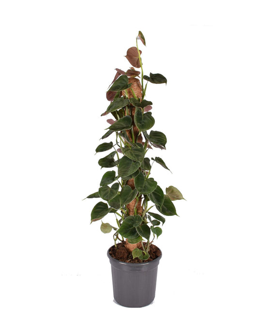 Philodendron lupinum Image 1