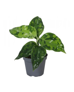 Aglaonema pictum 'Tricolor'