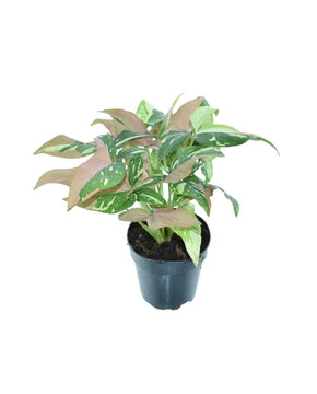 Syngonium 'Red Spot Tricolor'