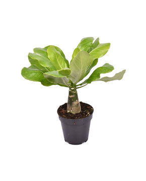 Brighamia insignis ‘Hawaii Palm’