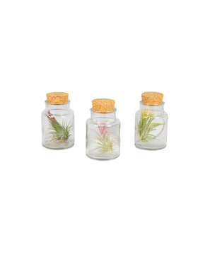 Tillandsia harrissi