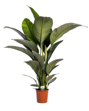 Spathiphyllum 'Sensation'