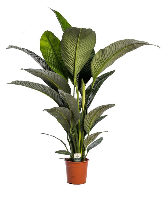 Spathiphyllum 'Sensation' Image 1