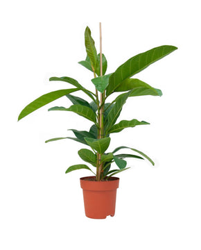 Ficus benghalensis 'Roy'