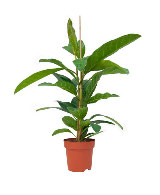 Ficus benghalensis 'Roy' Image 1