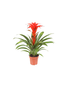 Guzmania 'Calypso'