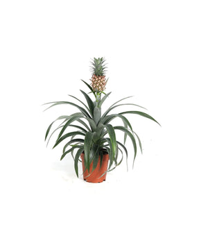 Ananas comosus 'Corona'
