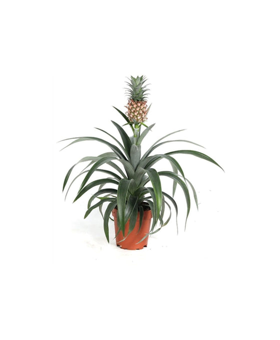Ananas comosus 'Corona' Image 1