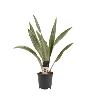 Sansevieria trifasciata 'Metallica'
