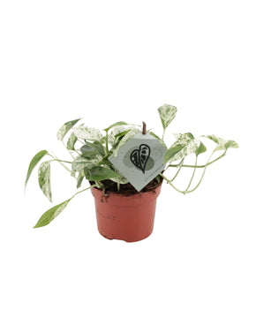 Epipremnum pinnatum 'Marble Variegated'