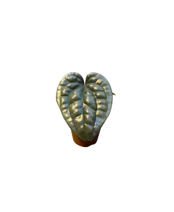 Anthurium luxurians Image 1