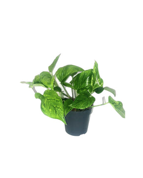 Epipremnum 'Green Marble'