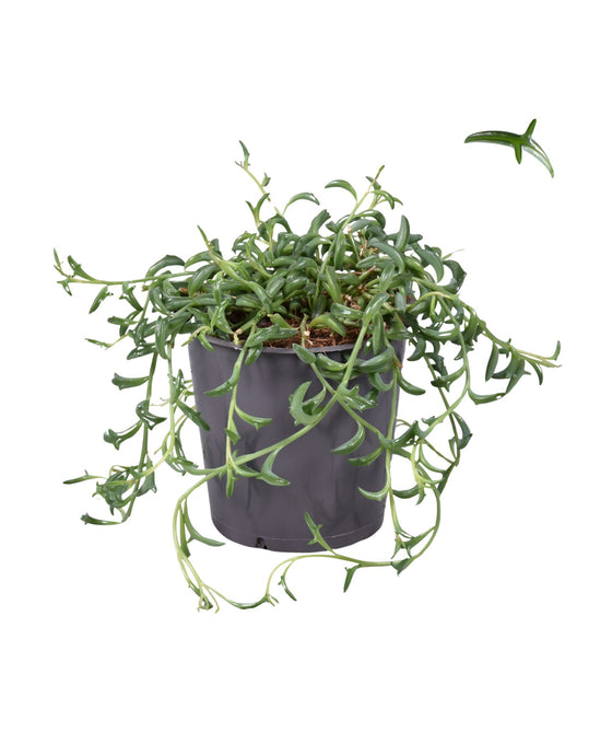 Senecio x peregrinus - String of Dolphins Image 1