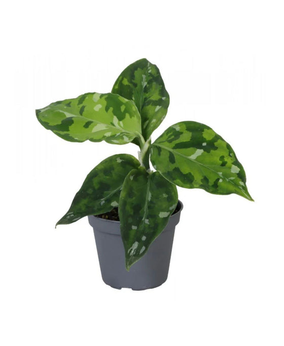 Aglaonema pictum 'Tricolor' Image 1