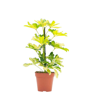Schefflera arboricola 'Melanie'
