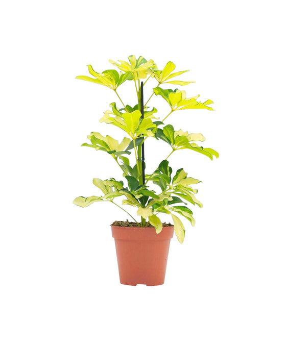 Schefflera arboricola 'Melanie' Image 1