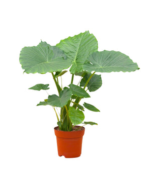 Alocasia gageana
