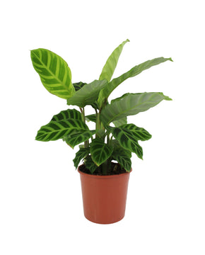 Calathea zebrina