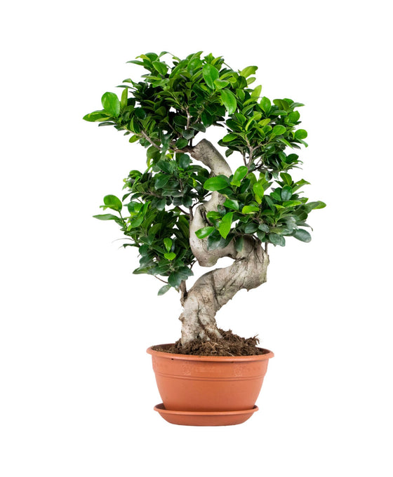 Ficus Microcarpa Ginseng - Bonsai Image 2